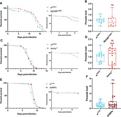 Phagocytosis Is the Sole Arm of Drosophila melanogaster Known Host Defenses That Provides Some Protection Against Microsporidia Infection